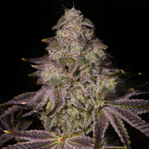 π Rainbow Sherbet Seeds (100% off)
